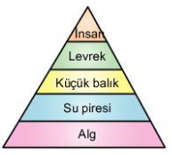 8 Sinif Fen Bilimleri Besin Zinciri Ve Enerji Akisi Sayfa 4 6 Testi Coz Testkolik